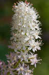 Osceola's plume <BR>Death camas <BR>Crow poison